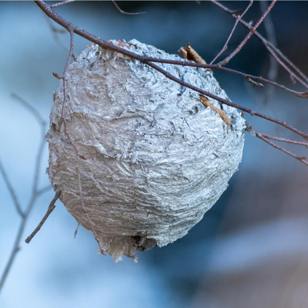 Wasp Nest Removal 